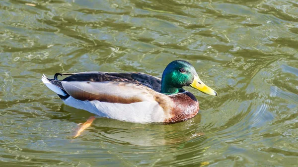 Birds and animals in wildlife concept. Amazing mallard duck swims in lake or river