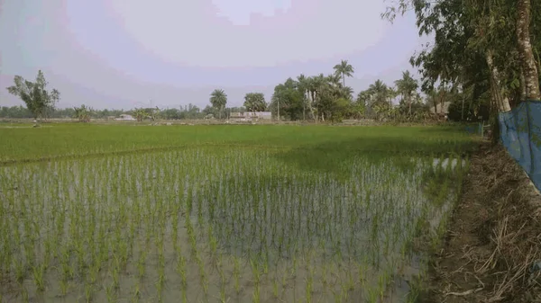 Rýžové Pole Obci Západní Bengálsko Indie Rýžové Pole Zaplavený Pozemek — Stock fotografie