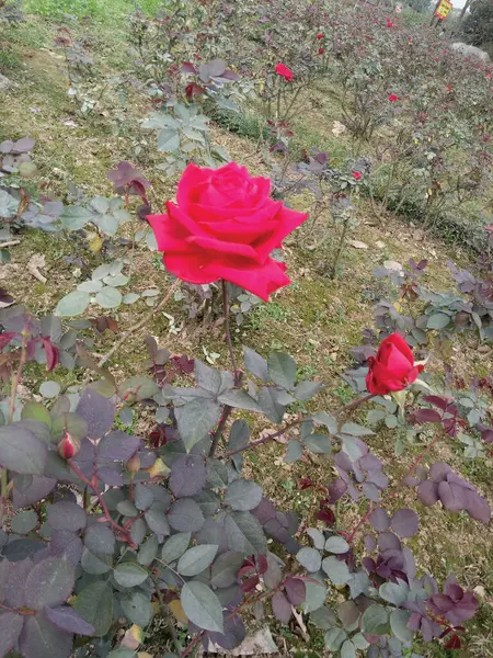 Nehru Rose Garden Situado Ciudad Ludhiana Estableció 1967 Este Uno — Foto de Stock