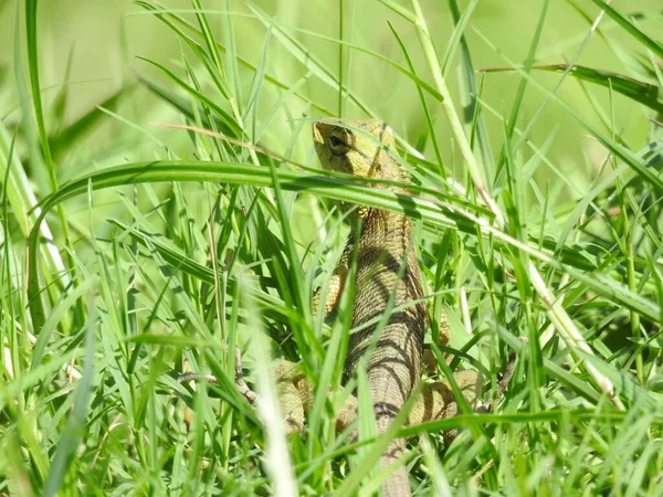 Lagarto Camuflado Hierba —  Fotos de Stock