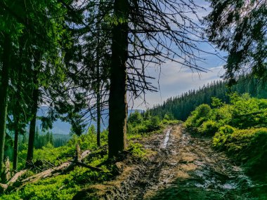 İki bin metre yükseklikte Karpatlar 'da boya.
