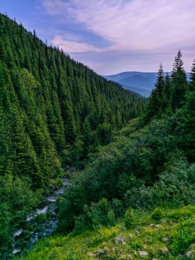 İki bin metre yükseklikte Karpatlar 'da boya.
