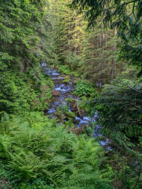 İki bin metre yükseklikte Karpatlar 'da boya.