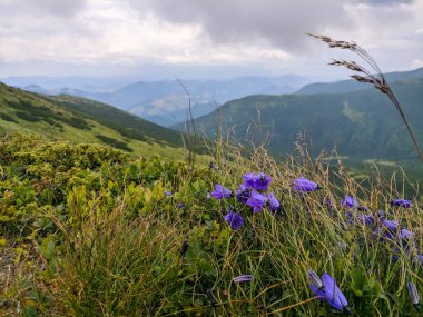 İki bin metre yükseklikte Karpatlar 'da boya.