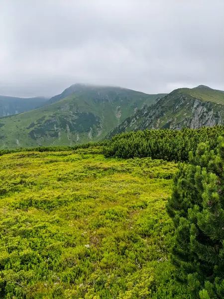 Pathin Dans Les Carpates Une Altitude Deux Mille Mètres — Photo