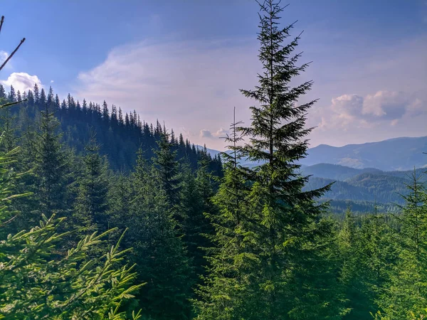 Pfad Den Karpaten Zweitausend Metern Höhe — Stockfoto