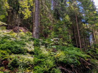 Seyahat ve Karpat dağlarında yaşam. Karpatya köyleri, ormanlar, nehirler, gün doğumları ve günbatımları, evcil hayvanlar, yürüyüş ve dağlarda macera ve elbette inanılmaz manzaralar..