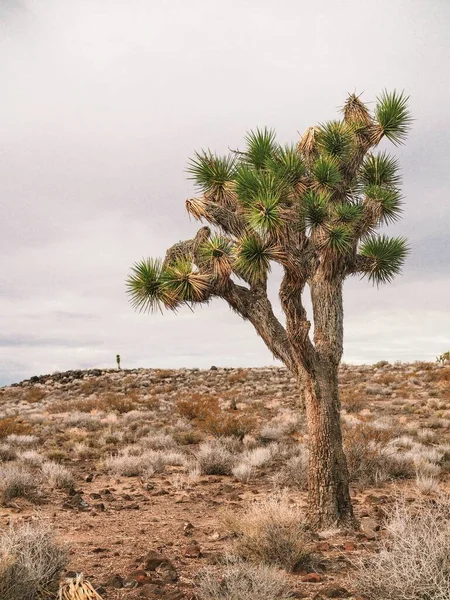 Joshua Tree National Park Yucca Valley Mohave Deserto Califórnia — Fotografia de Stock