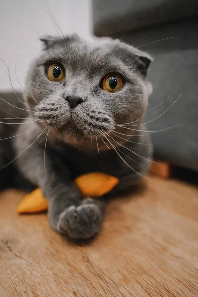 スコティッシュロップ耳の灰色の猫とともに黄色い目の演劇とともにおもちゃ — ストック写真