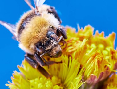 Yabanarısı 'nın yüzüne yakın çekim. Bumblebee mavi arka planda sarı bir çiçeği döller. Makro. Bombus sp.              