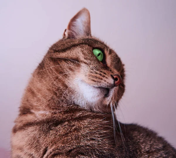 Sgombro Gatto Tabby Con Naso Rosso Occhi Verdi Mento Bianco — Foto Stock