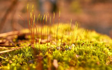 Ormanda ilk bahar yosunları filizleniyor. Taze yosun Polytrichum komünü kapatın. Makro fotoğraf.                    