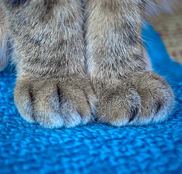 Las Patas Caballa Por Gato Sobre Fondo Azul Primer Plano — Foto de Stock