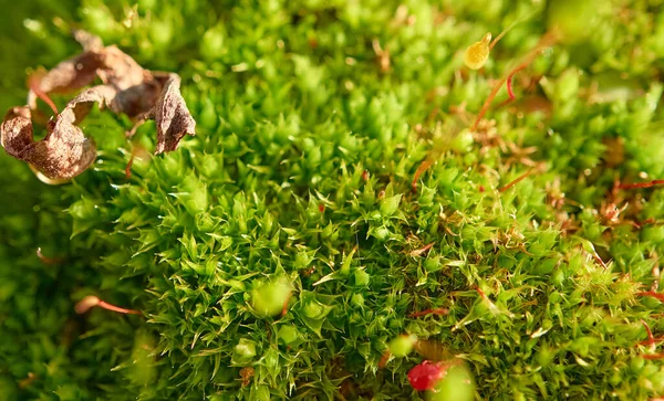 Jovem Musgo Verde Floresta Primavera Feche Musgo Fresco Comunhão Polytrichum — Fotografia de Stock