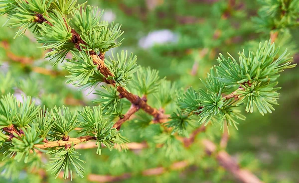 Agulhas Larch Jovens Verdes Ramos Close Galho Larício Natural Fundo — Fotografia de Stock