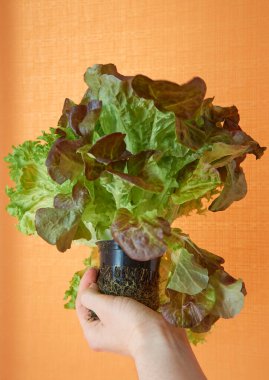 Turuncu bir arka planda, kadın elinin içinde bir yığın marul salatası. Vitaminler, diyet, vejetaryen konsepti. Sağlıklı vejetaryen yemekleri, küçük otobüsler.