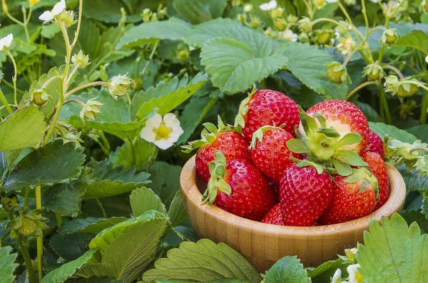 Just Picked Strawberries Front View Wooden Basket Strawberries Green Field — Stock Photo, Image