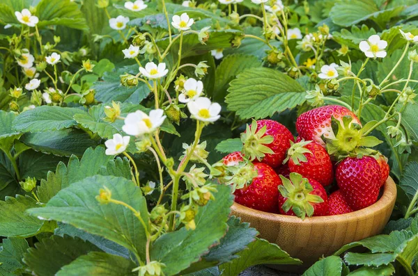 Just Picked Strawberries Front View Wooden Basket Strawberries Green Field — Stock Photo, Image