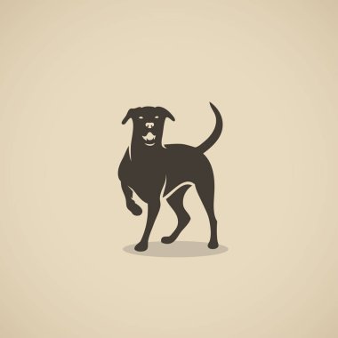 Labrador retriever köpek 