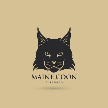 Maine Rakun Kedisi 
