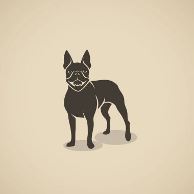 Boston terrier köpek - vektör çizim
