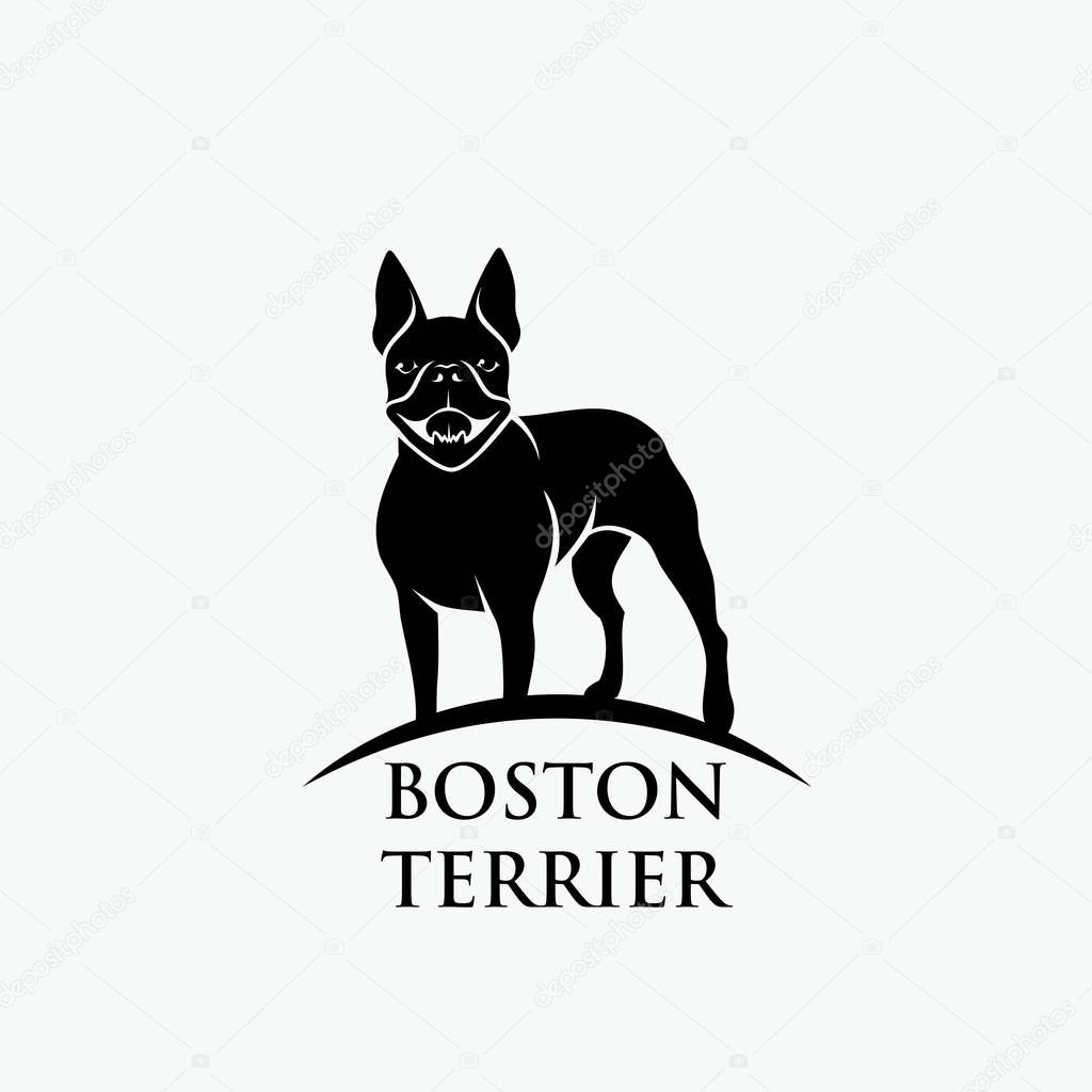 Boston terrier dog - vector illustration