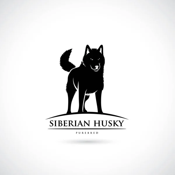 Vektor Illustration Utformningen Svart Siberian Husky Hunden Isolerade Vit Bakgrund — Stock vektor