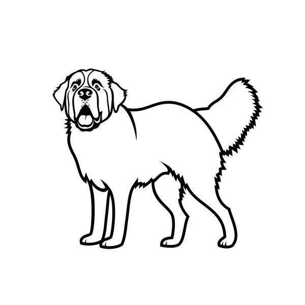 セント バーナード犬のベクトル図 — ストックベクタ
