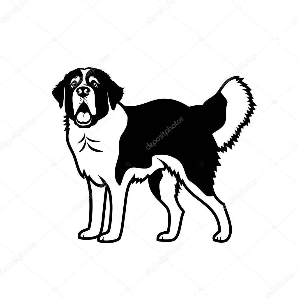 St. Bernard dog vector illustration 