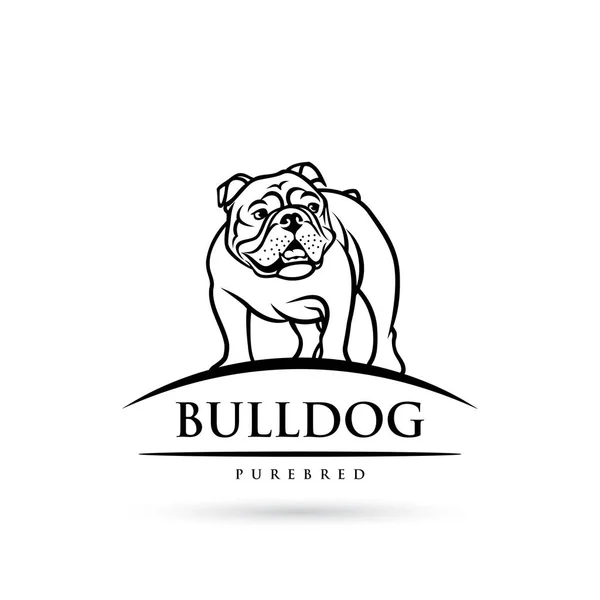 Engelsk Bulldogg Isolerade Beskrivs Vektorillustration — Stock vektor