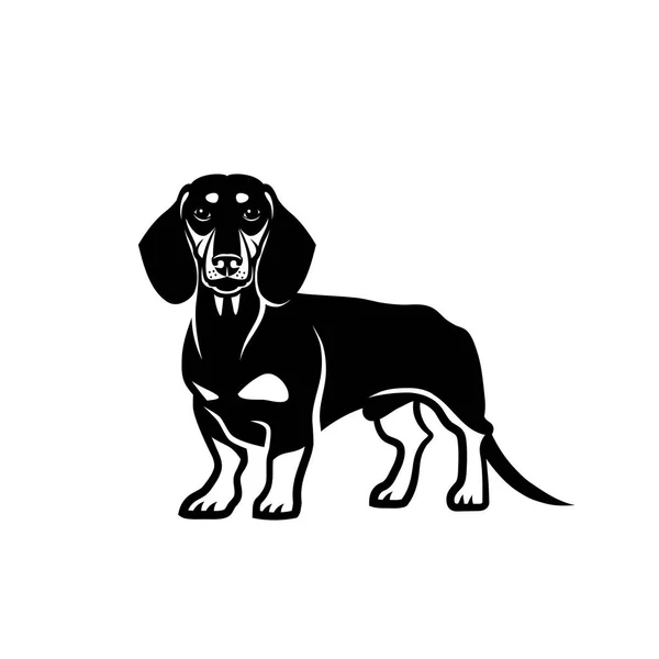 Dachshund Cão Isolado Fundo Branco Ilustração Vetorial — Vetor de Stock