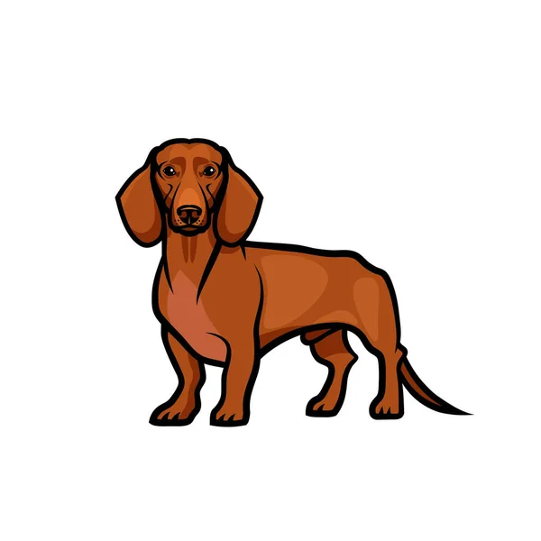 Brown Dachshund Dog Isolated White Background Vector Illustration — Stock Vector