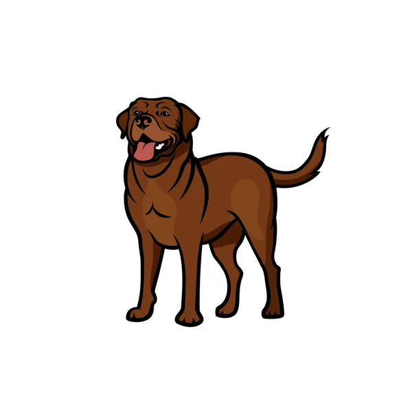 Brown Labrador Retriever Dog Isolated White Vector Illustration — Stock Vector