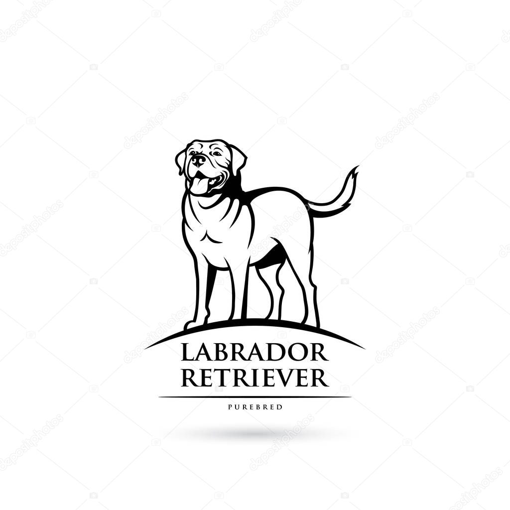 Labrador Retriever dog isolated on white, vector illustration