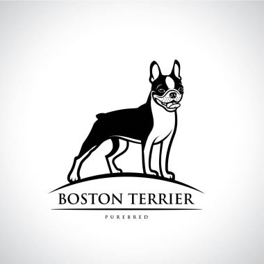 Boston terrier köpek logosu, vektör çizim