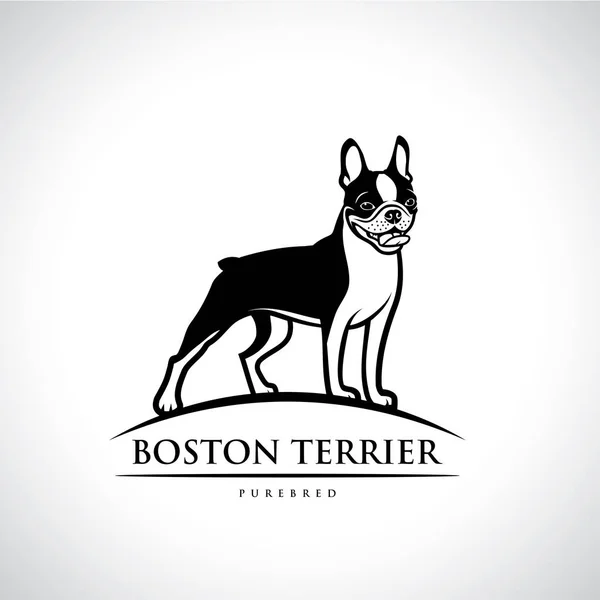 Boston Terrier Hund Logotyp Vektorillustration — Stock vektor
