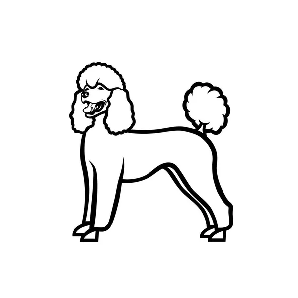 Poodle Isolado Ilustração Vetorial Delineada — Vetor de Stock