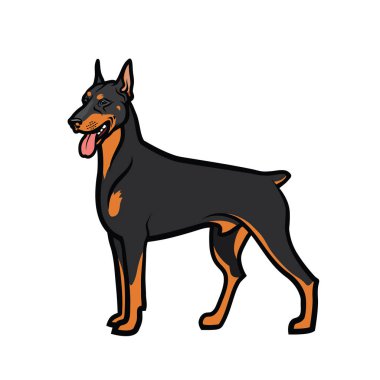 köpek doberman vektör çizim 