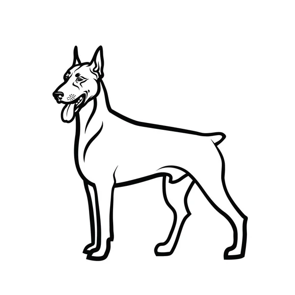 Cão Doberman Vetor Ilustração —  Vetores de Stock