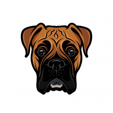 Beyaz arka plan üzerinde izole siyah, bej ve beyaz renklerde safkan boxer başkanı