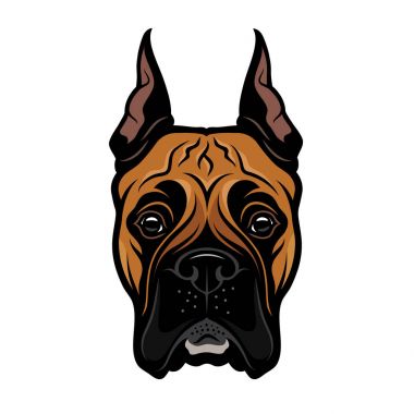 Beyaz arka plan üzerinde izole siyah, bej ve beyaz renklerde safkan boxer başkanı