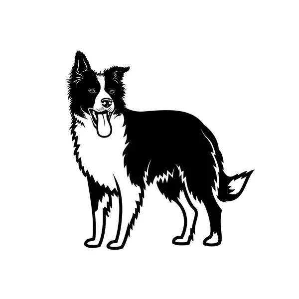 Purebred Collie Black White Colours Isolated White Background — Stock Vector