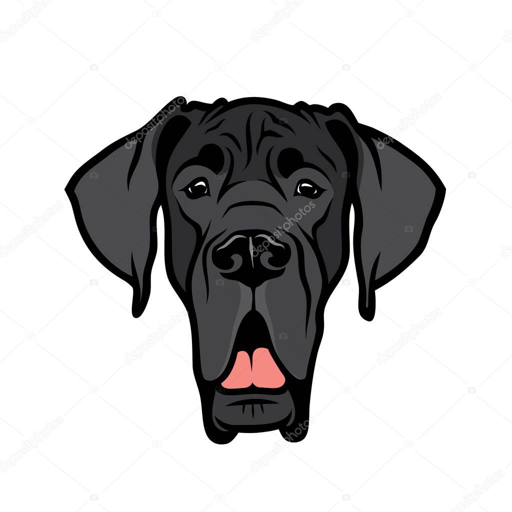 Head Purebred Great Dane Black Colour Isolated White Background — Stock