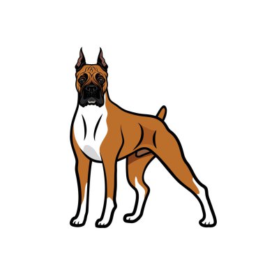 Beyaz arka plan üzerinde izole siyah, bej ve beyaz renklerde safkan boxer