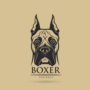 Safkan boxer başkanı 