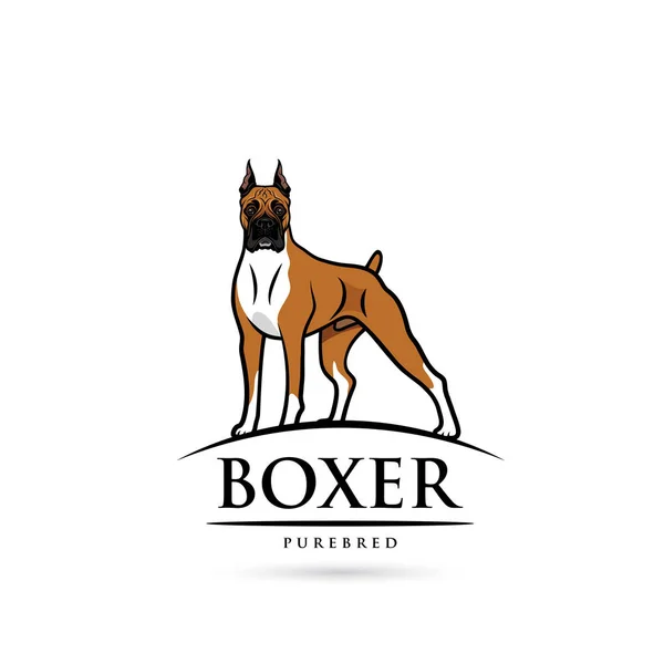 Boxer Puro Sangue Nas Cores Preto Bege Branco Isolado Fundo —  Vetores de Stock