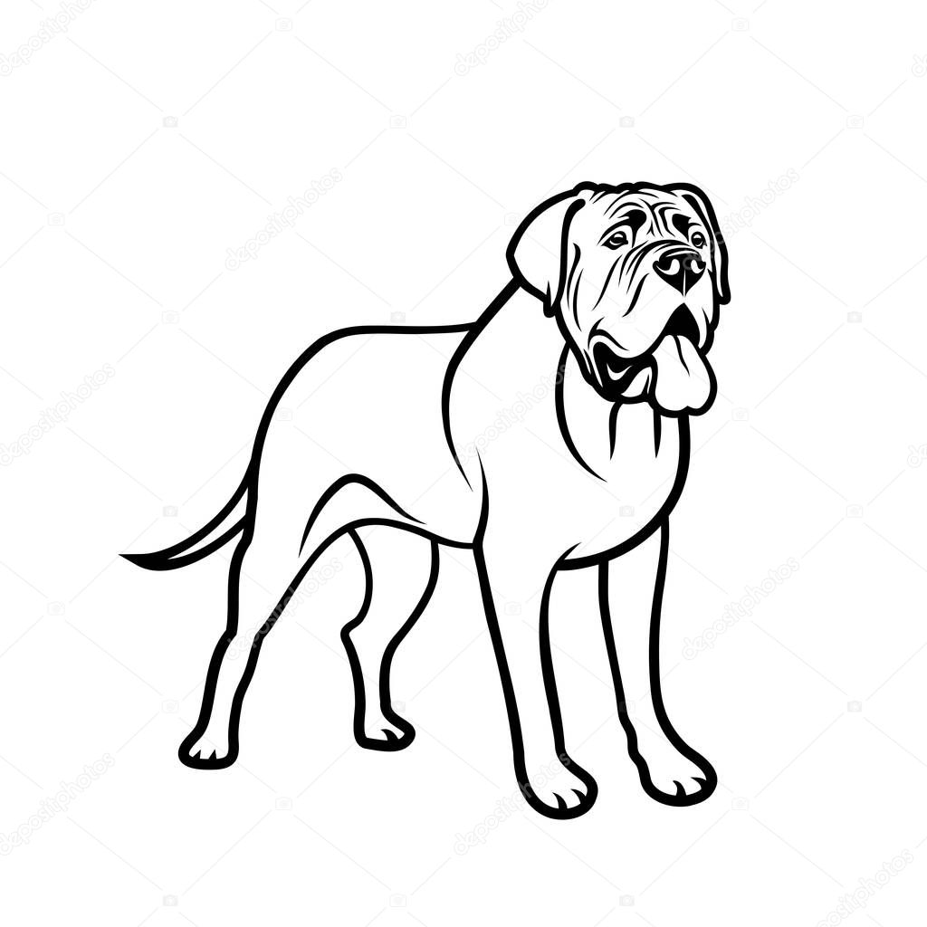 Download English mastiff drawing | Purebred English Mastiff Outline ...