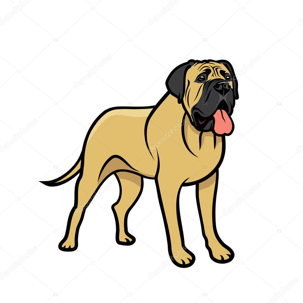 Purebred english mastiff in black and beige colors isolated on white background