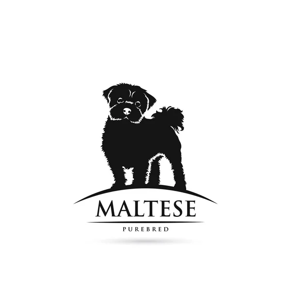 Söt Maltesisk Hund Logotyp Med Bokstäver Isolerad Vit Bakgrund — Stock vektor