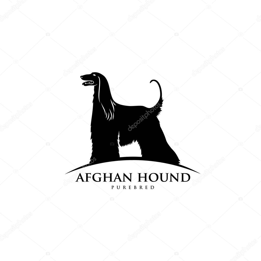 Elegant Afghan hound dog logo with lettering isolated on white background